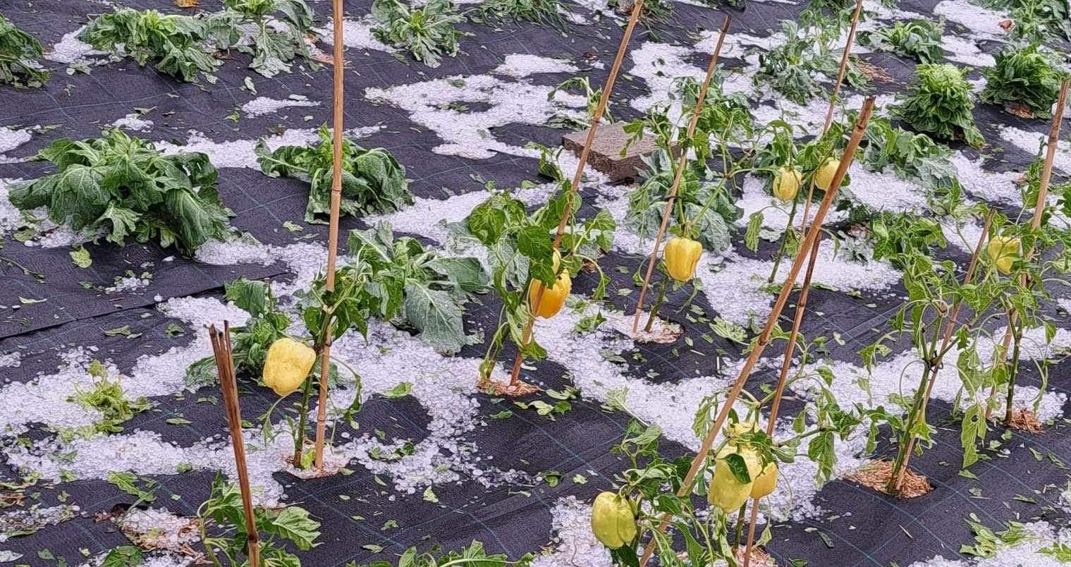 Razbesnelo se je nad severno Slovenijo toča je uničevala pridelke