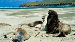 Smisel življenja je ležanje na plaži, z možgani na off … 