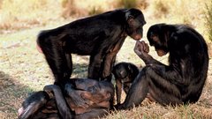 Opice bonobo živijo v skupinah do sto v zibelki človeštva, v osrednji Afriki. Zaradi divjega lova in počasne reprodukcije so ogrožena vrsta, znanstveniki menijo, da jih v krošnjah deževnih gozdov južno od reke Kongo živi manj kot 20.000. Prehranjujejo se s sadjem, oreščki, semeni, gobami, rastlinami, koreninami, rožami, listjem in brstiči dreves. Jedo tudi majhne parazite, insekte, jajčeca, črve in med. Približno sto bonobov živi v ujetništvu živalskih vrtov.