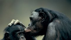 Odrasel bonobo tehta približno 43 kilogramov, samica 33. Njegova življenjska doba je še neznanka, znanstveniki jo ocenjujejo na približno šestdeset let. Samica prvič skoti v trinajstem letu starosti, mladiča neguje do njegovega petega leta. Pri sedmih letih naj bi mladič prešel v pubertetniška leta.