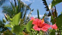 Pousada dos Hibiscus, Bahia, Brazilija