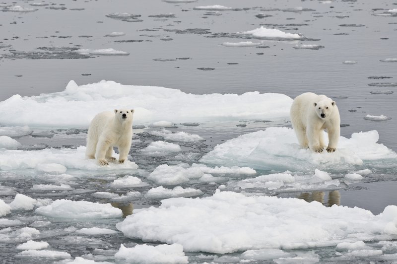 Temperature na Arktiki bi na božični večer lahko podrle rekorde! Se obeta 20 stopinj nad povprečjem? (foto: profimedia)