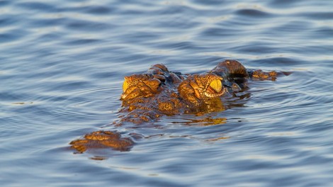 Grozljivo! Krokodil ob reki Zambezi požrl nogometaša!