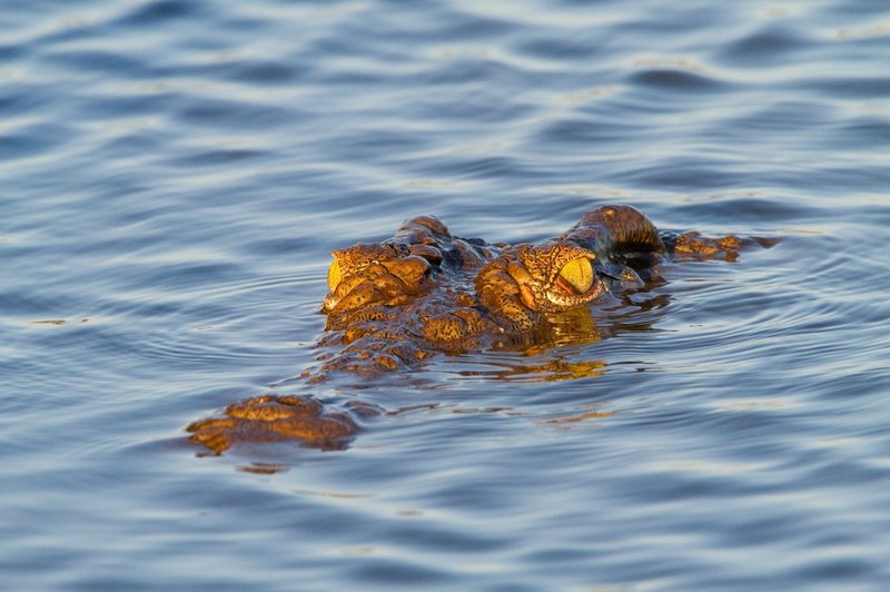 Grozljivo! Krokodil ob reki Zambezi požrl nogometaša! (foto: profimedia)