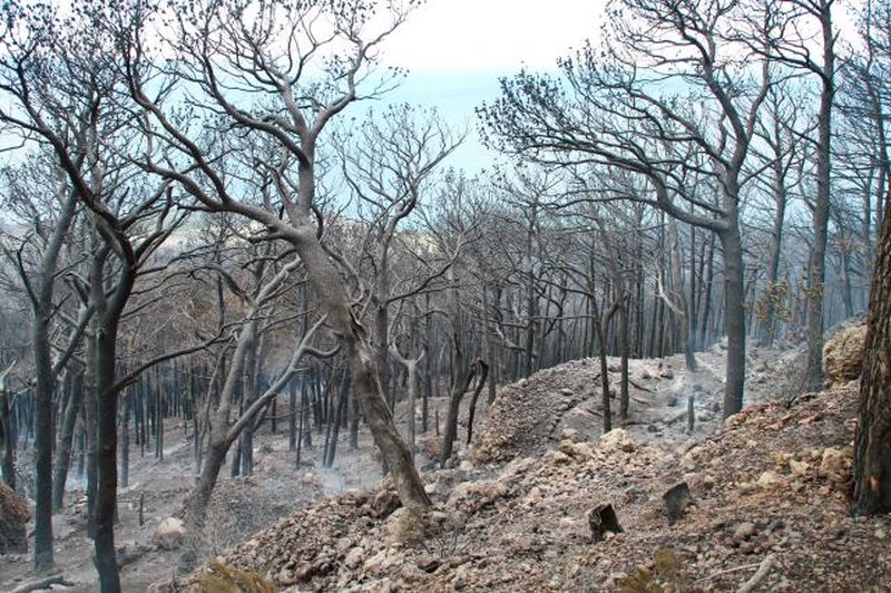 V Dalmaciji so izbruhnili novi požari (foto: Hina/STA)