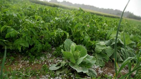 Neurje s točo močno prizadelo trajne nasade in poljščine v Pomurju