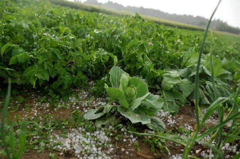 Neurje s točo močno prizadelo trajne nasade in poljščine v Pomurju (foto: profimedia)