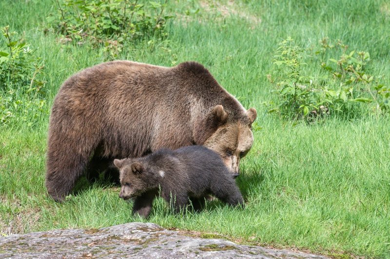 Medvedka z mladičem opažena na Ljubljanskem barju (foto: profimedia)