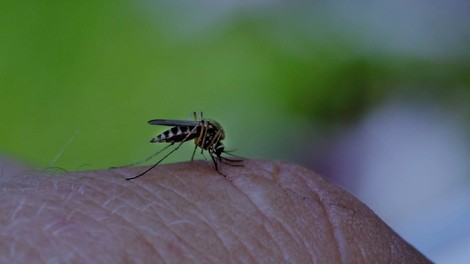 Na Hrvaškem umrl moški zaradi posledic okužbe z virusom zahodnega Nila