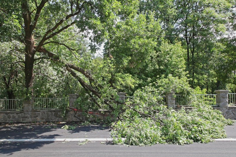 Na severovzhodu Slovenije močan veter podiral drevesa, ponehal bo proti jutru (foto: profimedia)