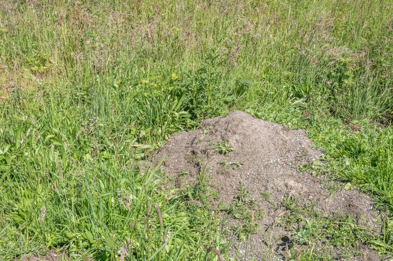 Ponoči bodo v Hrastovljah začeli odstranjevati onesnaženo zemljino (foto: profimedia)