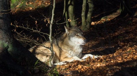 Po 165 medvedih in petih volkovih lovci na sledi za odstrel še desetim volkovom