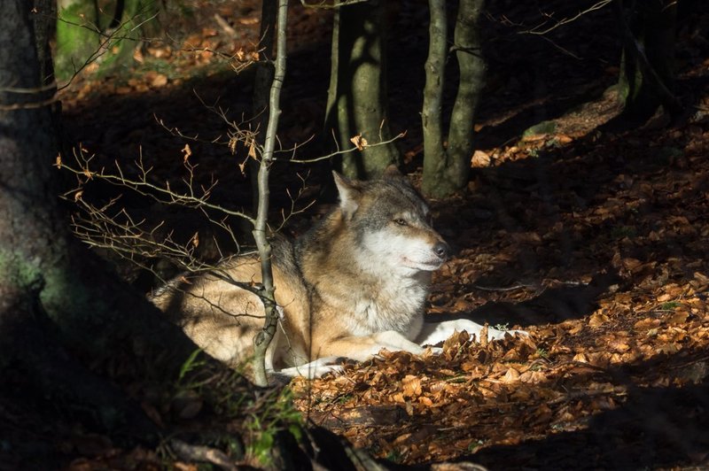 Po 165 medvedih in petih volkovih lovci na sledi za odstrel še desetim volkovom (foto: profimedia)