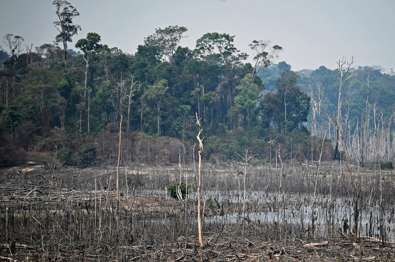 Požar v Amazoniji, Greta, njeni kritiki in opustošenje, ki se dogaja pred našimi očmi! (foto: Carl De Souza/Afp/Profimedia)