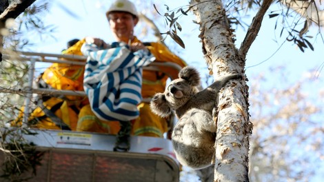 Sredi peklenske vročine v Avstraliji žejna koala ustavila kolesarje