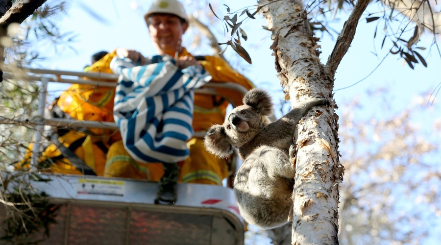 Sredi peklenske vročine v Avstraliji žejna koala ustavila kolesarje (foto: profimedia)