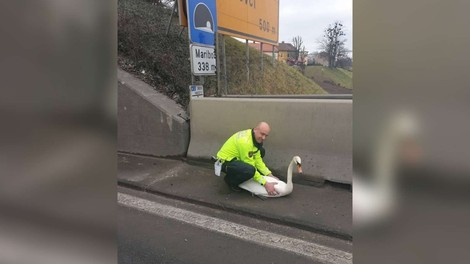 Tako so mariborski policisti reševali laboda s cest