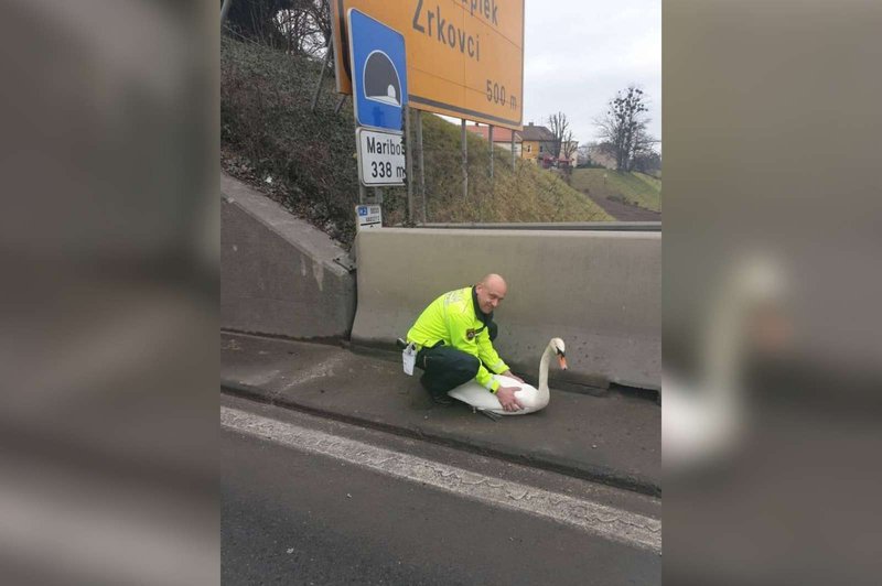 Tako so mariborski policisti reševali laboda s cest (foto: PU Maribor)