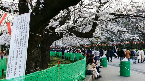 Japonci se kljub koronavirusu niso povsem odpovedali prazniku češenj