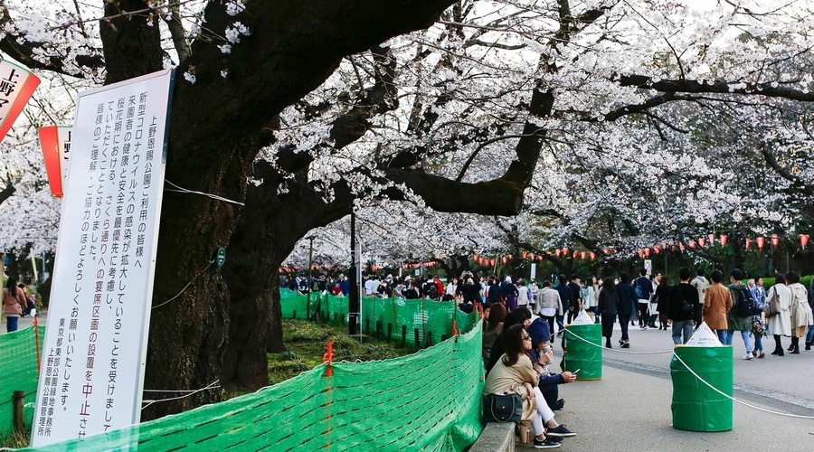 Japonci se kljub koronavirusu niso povsem odpovedali prazniku češenj (foto: profimedia)