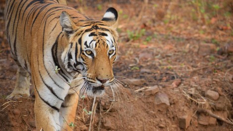 V Nepalu tiger opažen na 2500 metrih nadmorske višine