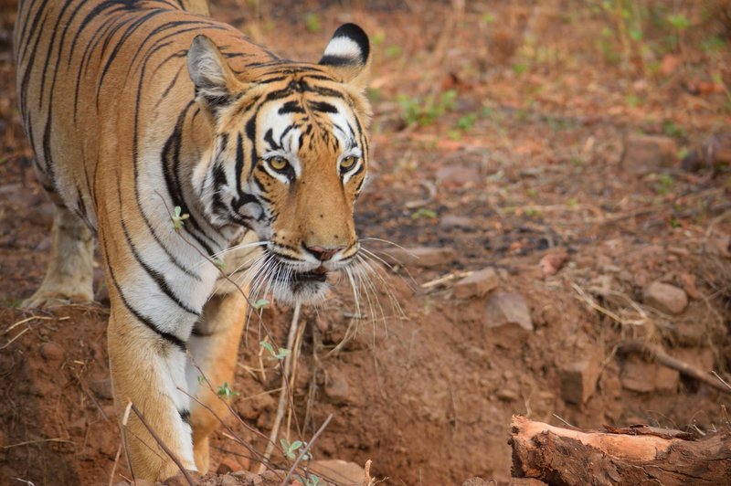 V Nepalu tiger opažen na 2500 metrih nadmorske višine (foto: Profimedia)