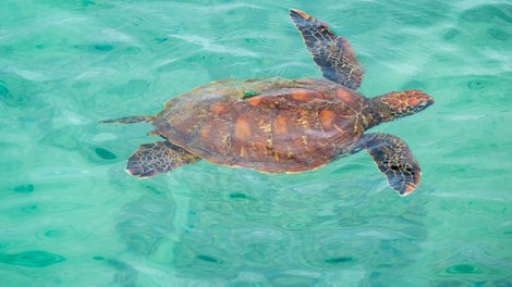 Morske živali se vračajo k obali zaradi okužbe opustelih plaž na Tajskem