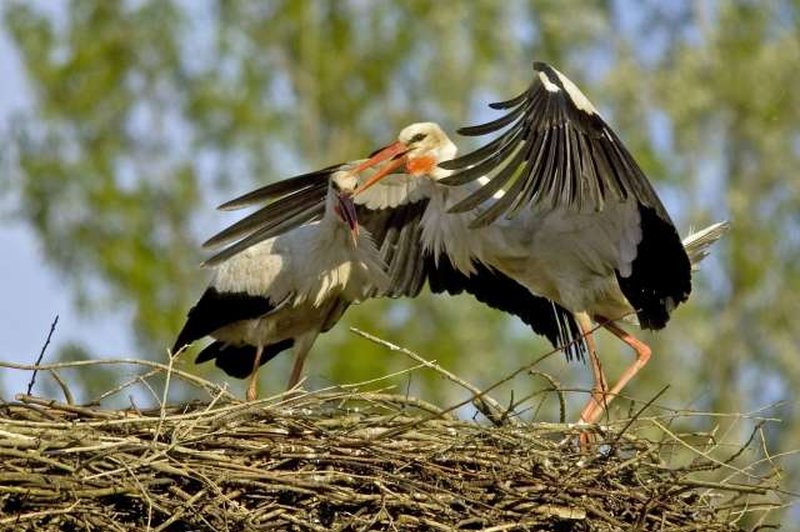 Znana hrvaška štorklja Malena tudi letos dočakala svojega dolgoletnega partnerja (foto: Hina/STA)