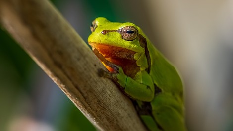 V Španiji fotograf umrl med obredom z žabjim strupom