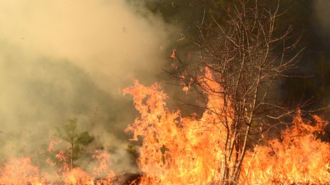 V arktičnem delu Sibirije rekordno vroč junij