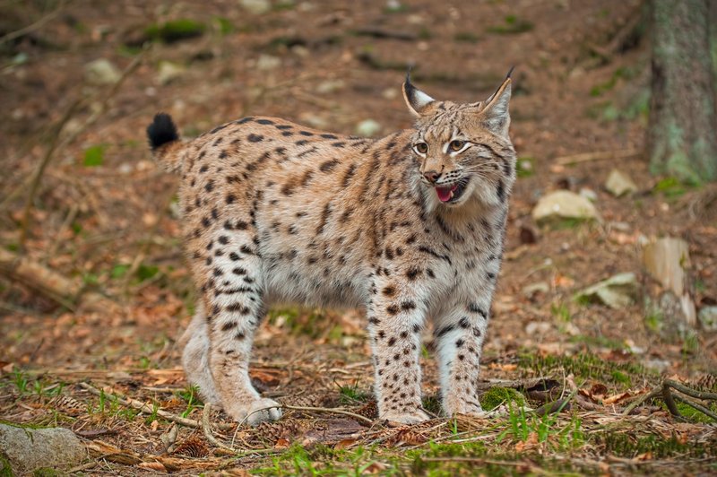 V okviru programa Life Lynx si je populacija risov na Slovenskem že nekoliko opomogla (foto: profimedia)