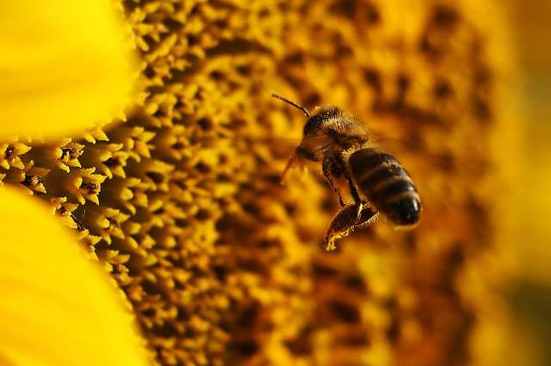 Čebelji strup uniči nekatere celice raka dojk (foto: Tanjug/STA)