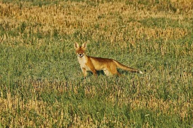 Med snemanjem videa v restavracijo zašla lisica s sumom na steklino (foto: Tanjug/STA)