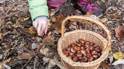 6 odličnih lokacij za nabiranje kostanja okoli Ljubljane (in kateri kostanj je najbolj sladek)