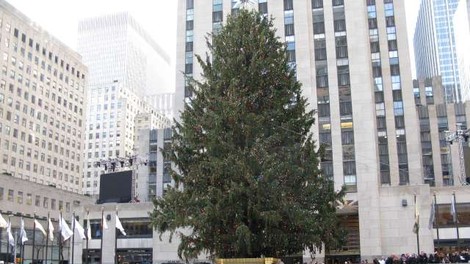 Z božičnega drevesa newyorškega centra Rockefeller rešili majhno sovo