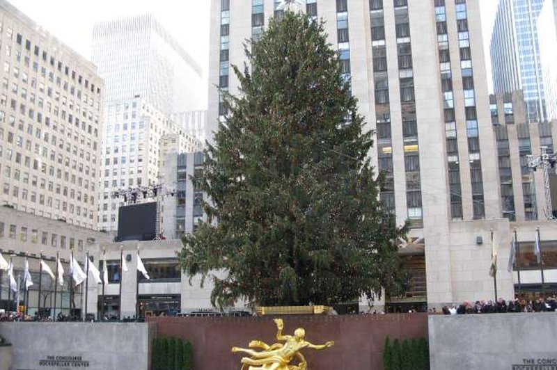 Z božičnega drevesa newyorškega centra Rockefeller rešili majhno sovo (foto: Robi Poredoš/STA)