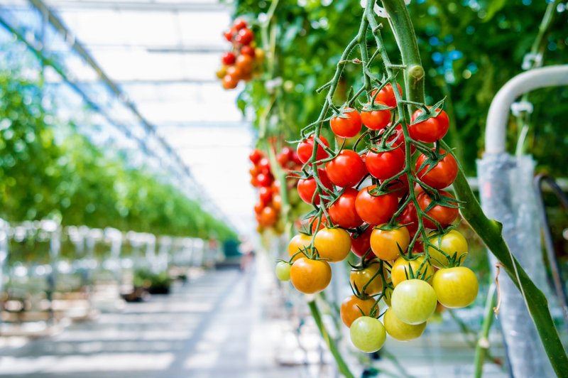 V Prekmurju že cvetijo paradižniki, ki jih bodo pod blagovno znamko Lušt prvič pridelovali tudi pozimi (foto: Shutterstock)