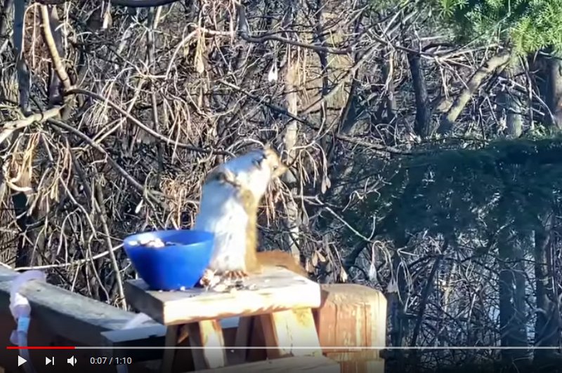 'Pijana veverička', ki je pojedla preveč fermentiranih hrušk, postala viralni HIT! (foto: Youtube)