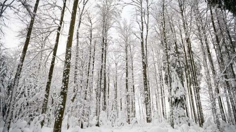 Tri na Pohorju izgubljene mladoletnike našli žive in zdrave