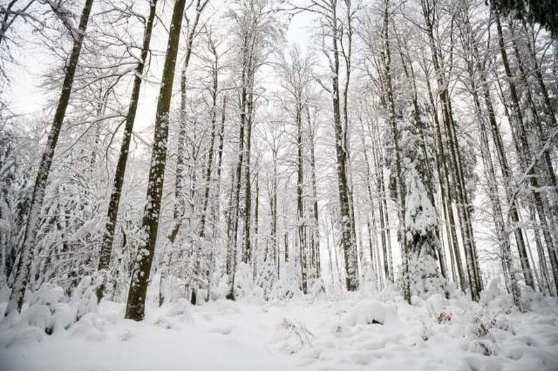 Tri na Pohorju izgubljene mladoletnike našli žive in zdrave (foto: Nebojša Tejić/STA)