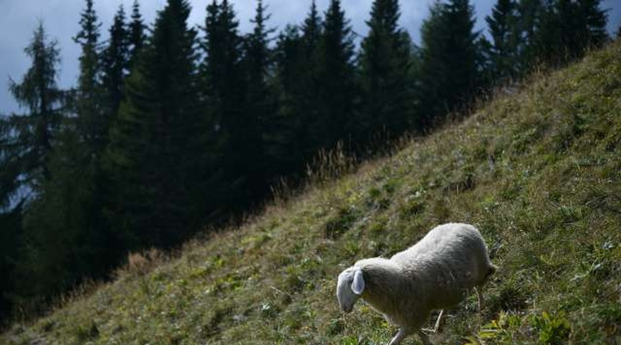 V Sloveniji ni več bolezni modrikastega jezika (foto: Tamino Petelinšek/STA)