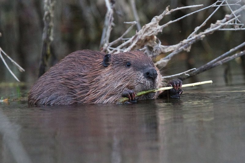 Nekoč iztrebljeni bober se vrača v Slovenijo (foto: ZOO Ljubljana)