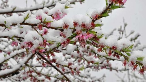 Nizke temperature prizadele cvetoče sadno drevje, pa tudi izpostavljene vrtnine