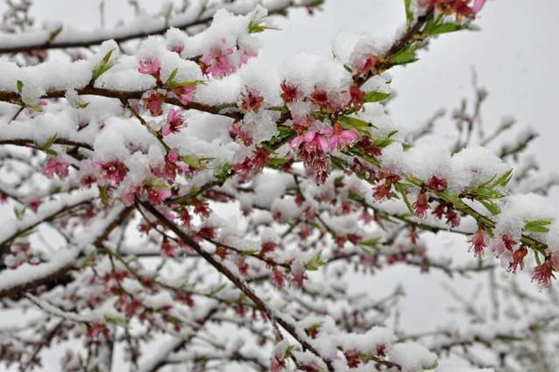 Nizke temperature prizadele cvetoče sadno drevje, pa tudi izpostavljene vrtnine (foto: Rasto Božič/STA)