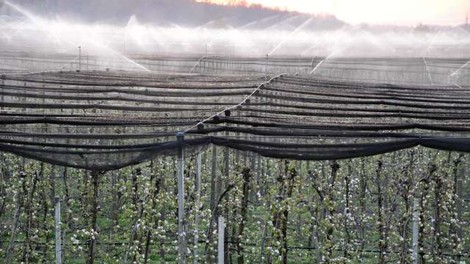 Temperature drugo noč zapored pod lediščem, nekateri sadjarji pridelek reševali z oroševanjem