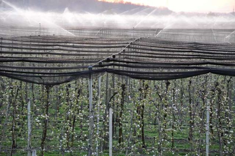 Temperature drugo noč zapored pod lediščem, nekateri sadjarji pridelek reševali z oroševanjem (foto: Rasto Božič/STA)