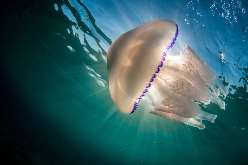 V slovenskem morju letos veliko meduz, ki največ težav povzročajo predvsem ribičem (foto: Shutterstock)