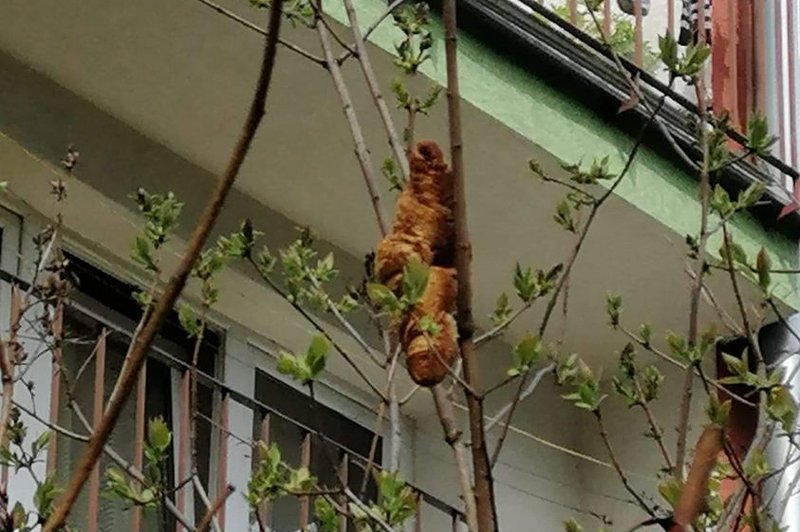 Ljudi je prestrašilo monstruozno bitje na drevesu, ko pa so odkrili, za kaj gre, smeha ni bilo konec! (foto: KTOZ Krakowskie Towarzystwo Opieki nad Zwierzętami)