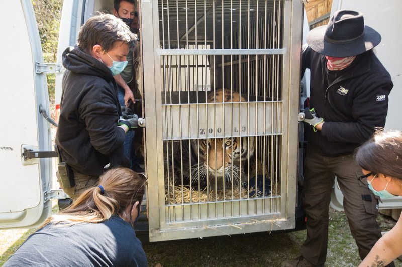 V ljubljanskem živalskem vrtu sibirska tigrica Vita dobila novega ženina (foto: ZOO Ljubljana/Facebook)