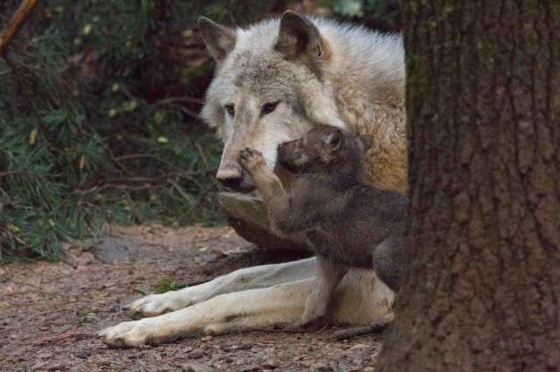 V volčjem tropu v ljubljanskem živalskem vrtu dočakali mladičke (foto: ZOO Ljubljana)